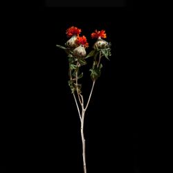 ART_3449_Funky Cone type flower.jpg