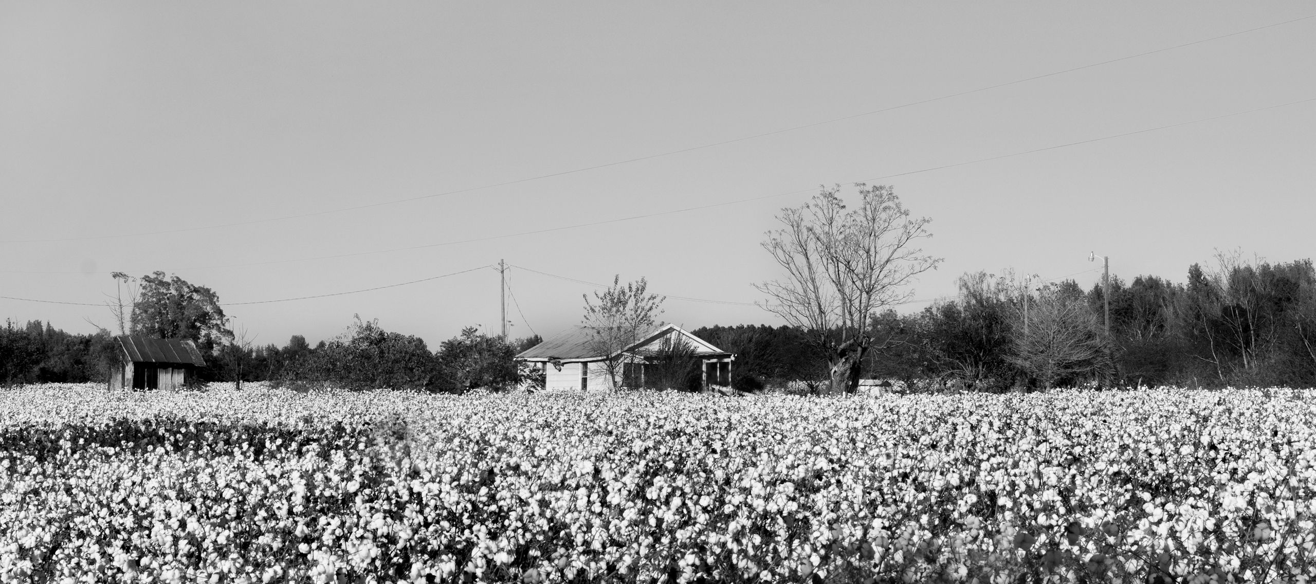 ART_2562 (1)_house in cotton field_W.jpg