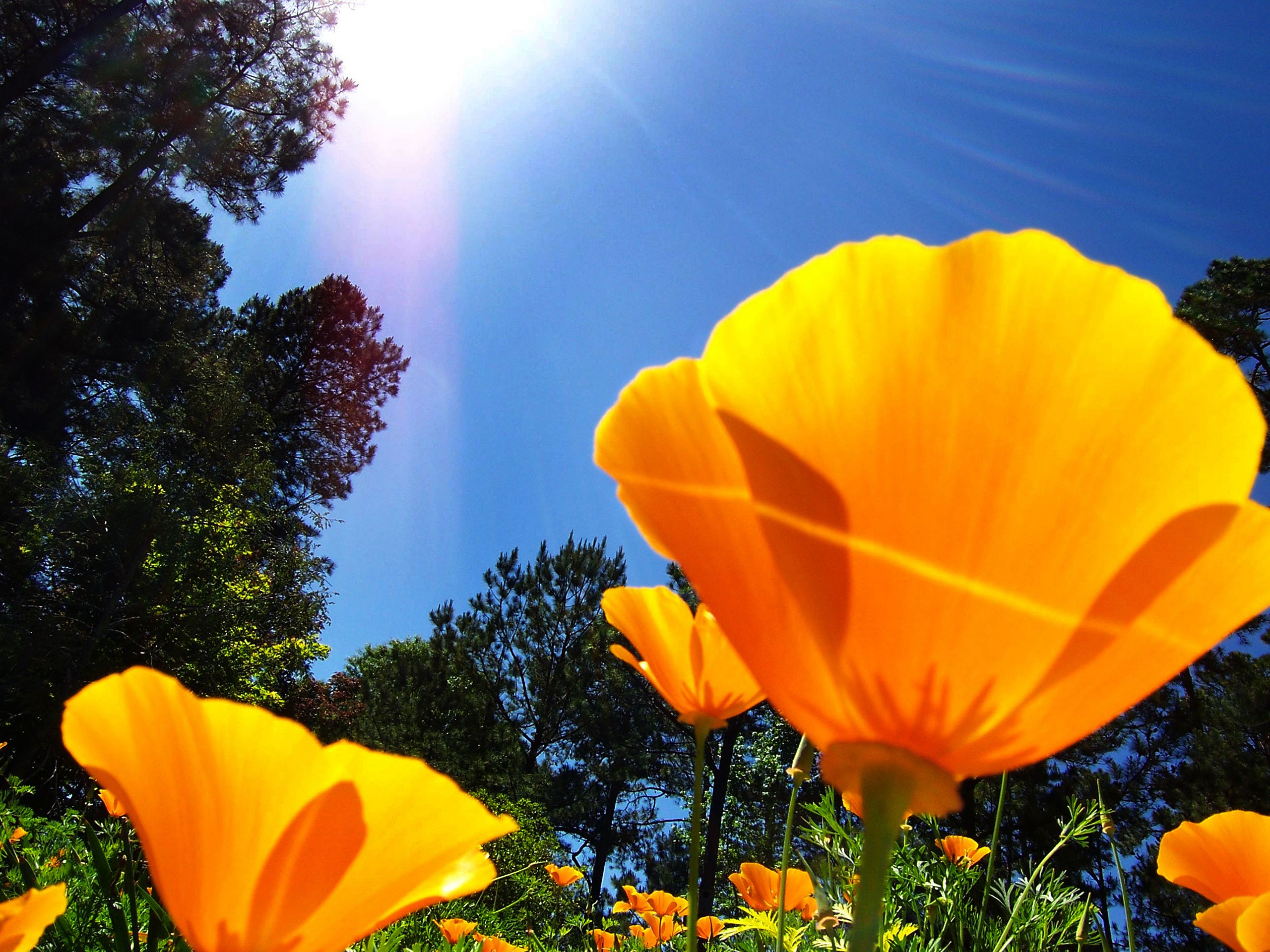 114_3009_Yellow Poppy_W.jpg