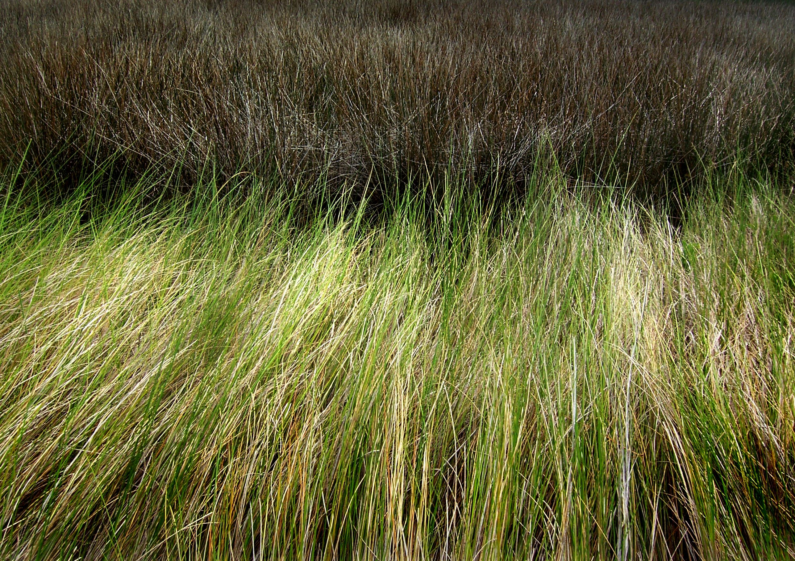 100_0248_grass_2.jpg