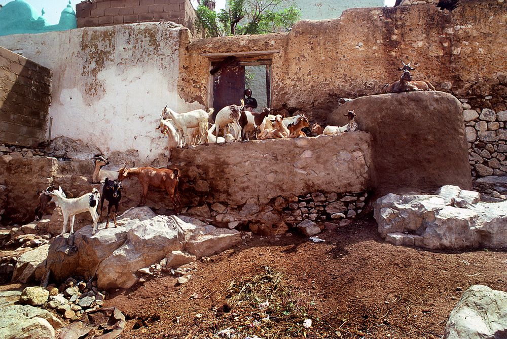EH_img616_A girl and her goats_Harar_Ethiopia.jpg