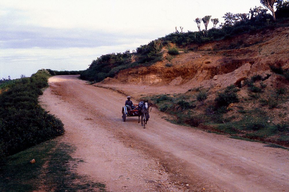 img618_Horse pulling cart_Ethiopia.jpg