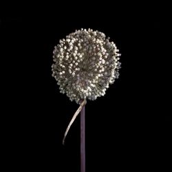 ART_3179_Giant Allium.jpg