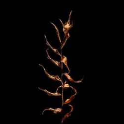 ART_3250_Cinnamon Fern.jpg