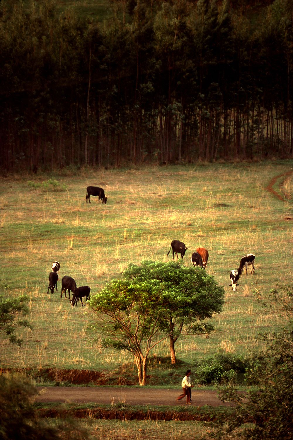 EH_img628_Countryside with cows_Harar_Ethiopia.jpg