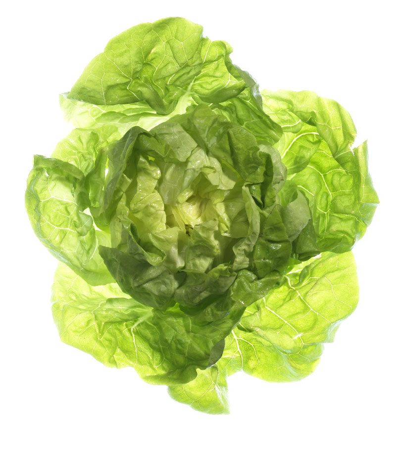 LettuceTest.jpg