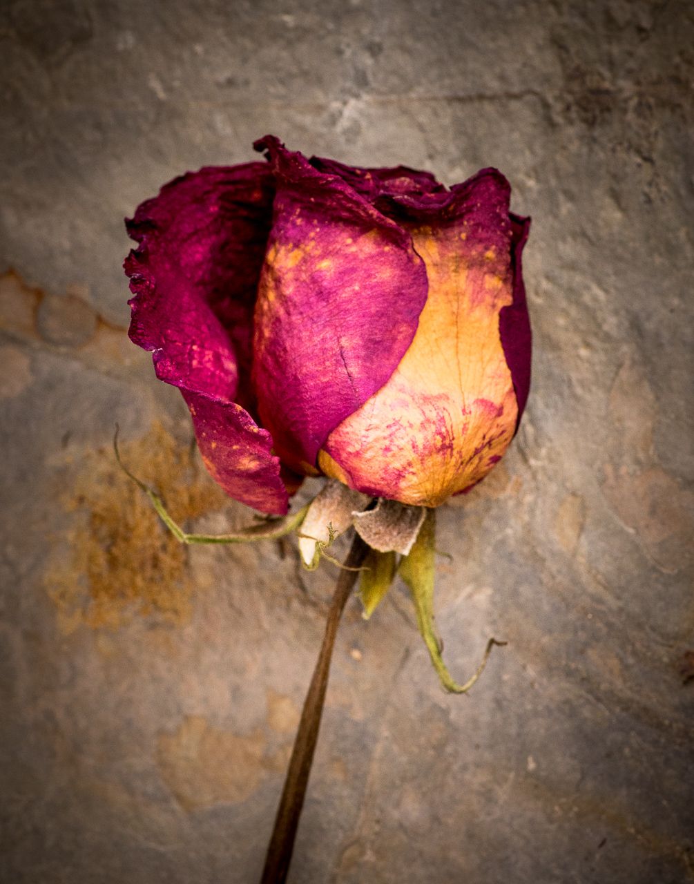 Dry Rose.jpg
