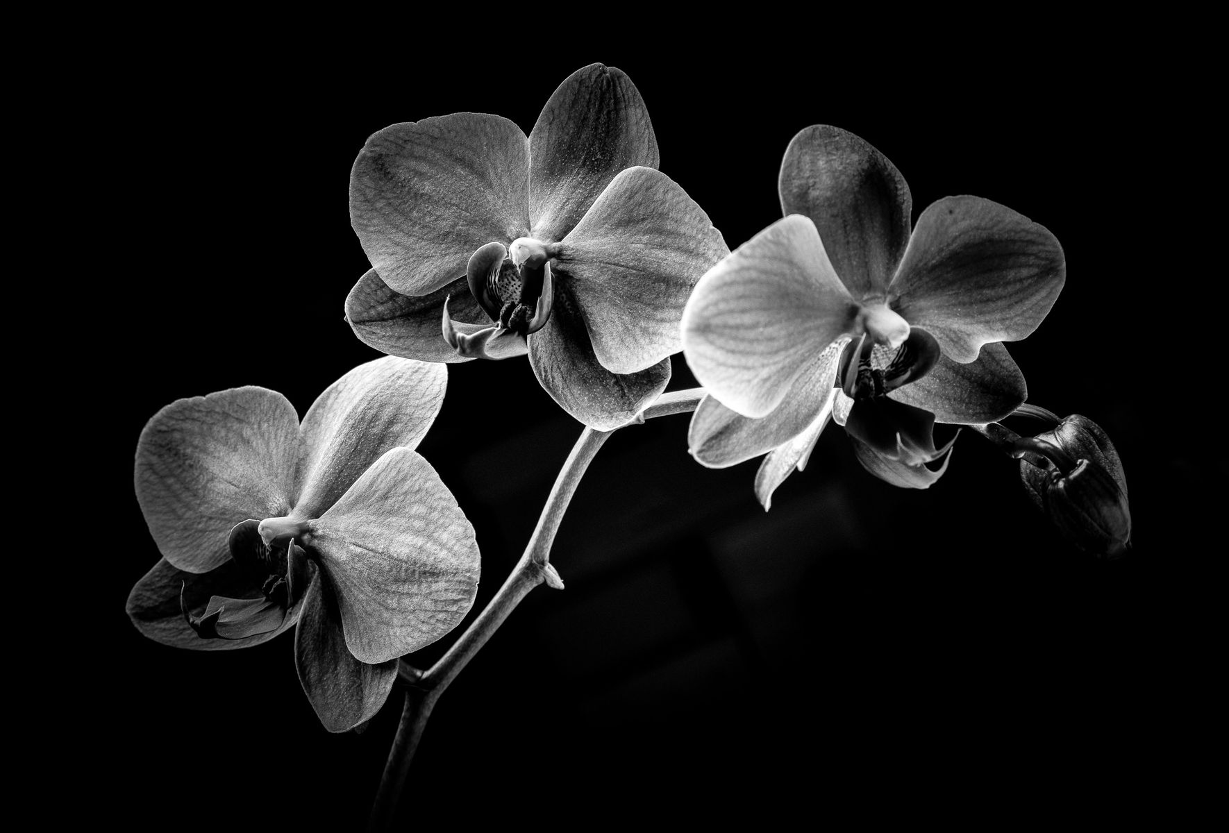 Black Orchid.jpg