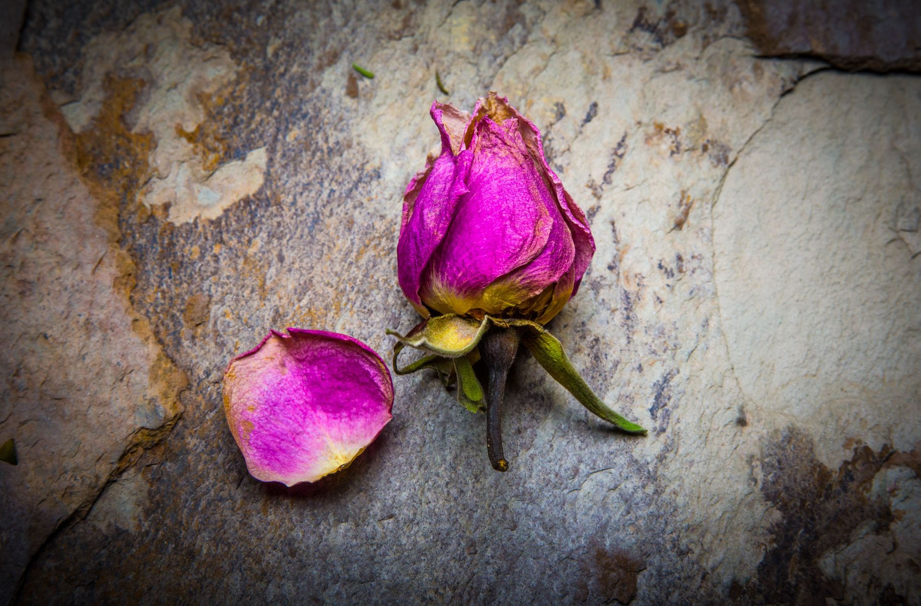 dry_roses-10.jpg