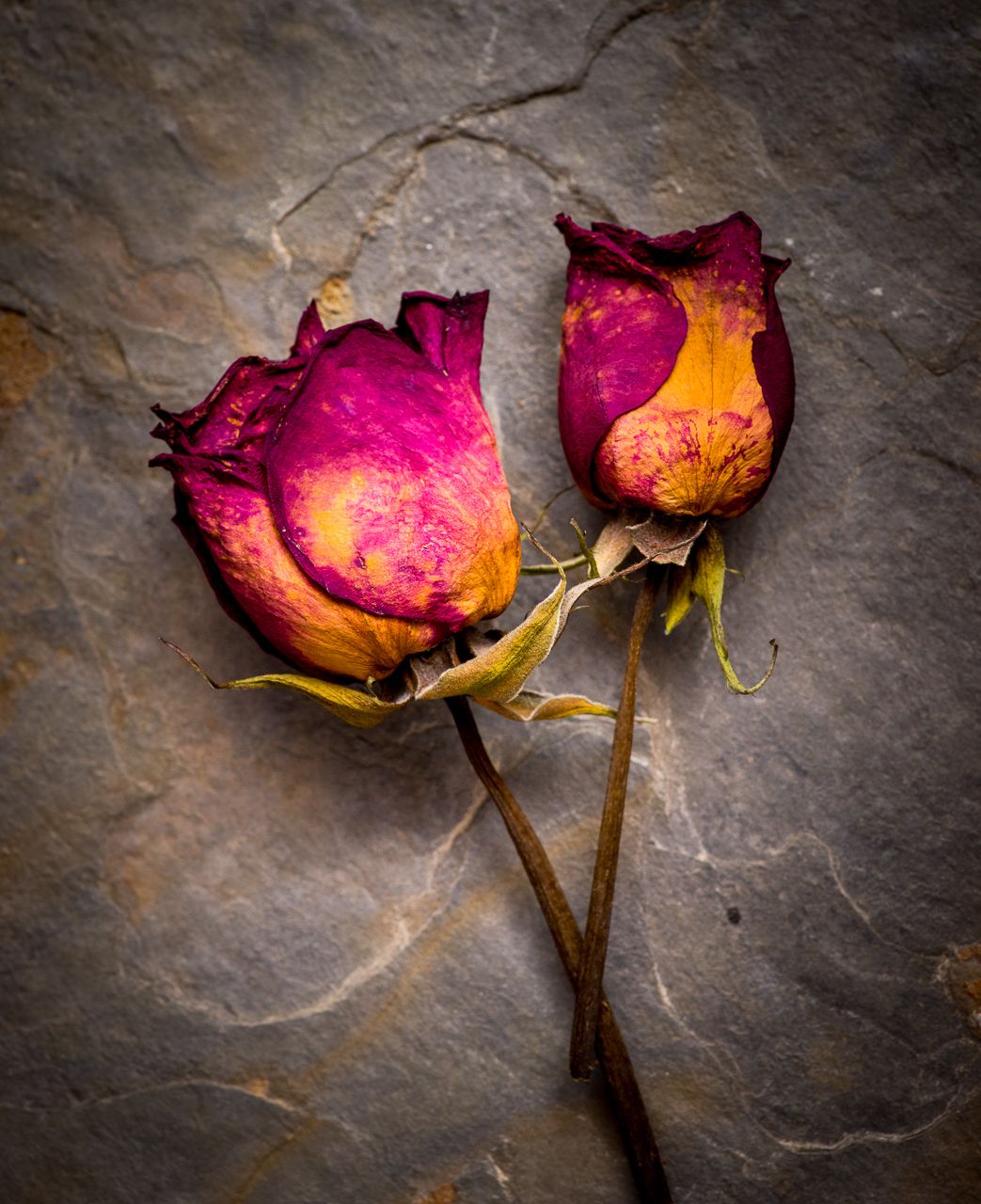 Dry Rose-2.jpg
