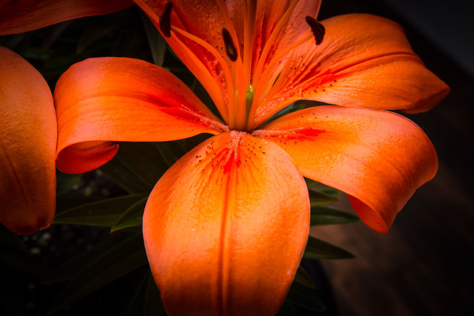 Asiatic orchid color 2.jpg