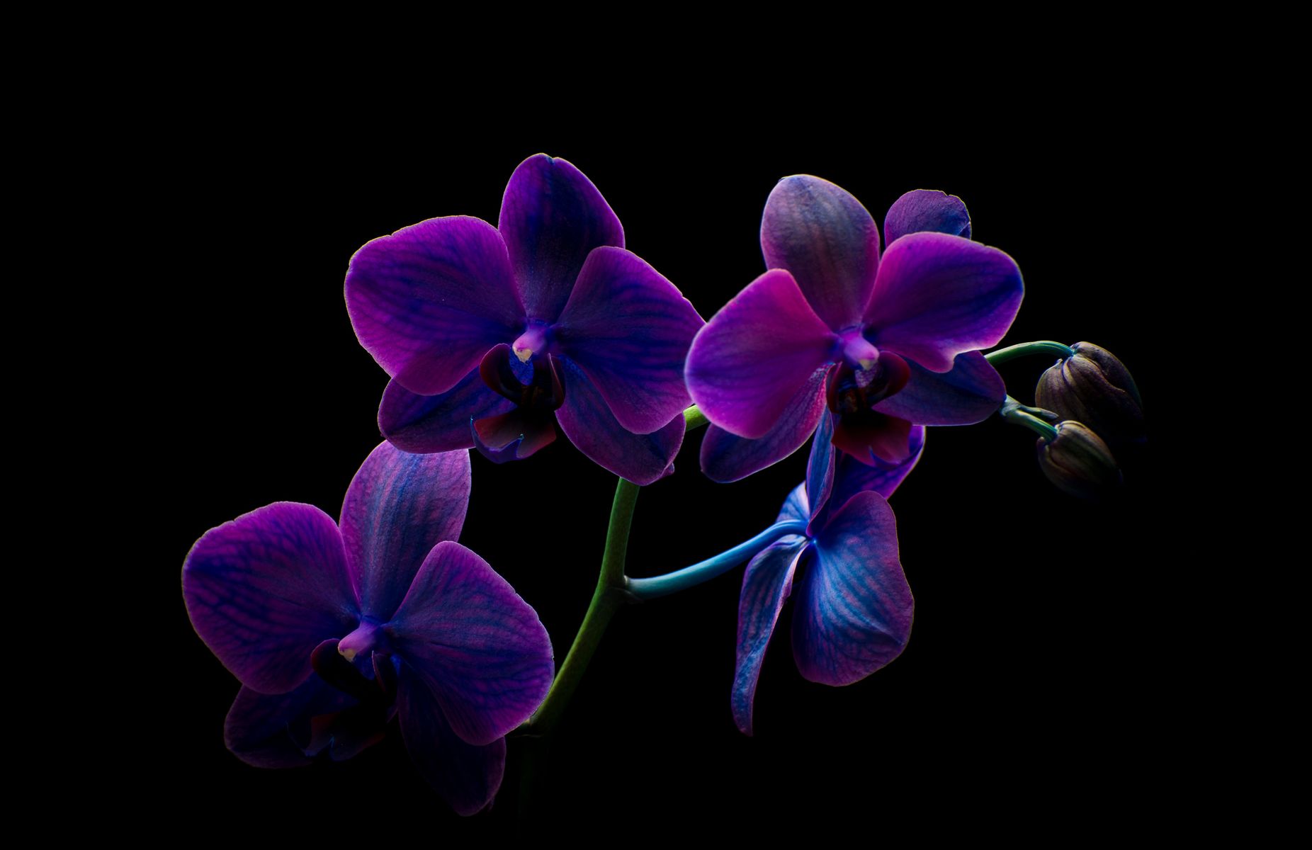 Royal orchid.jpg