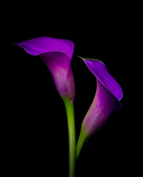 Purple Lillies.jpg