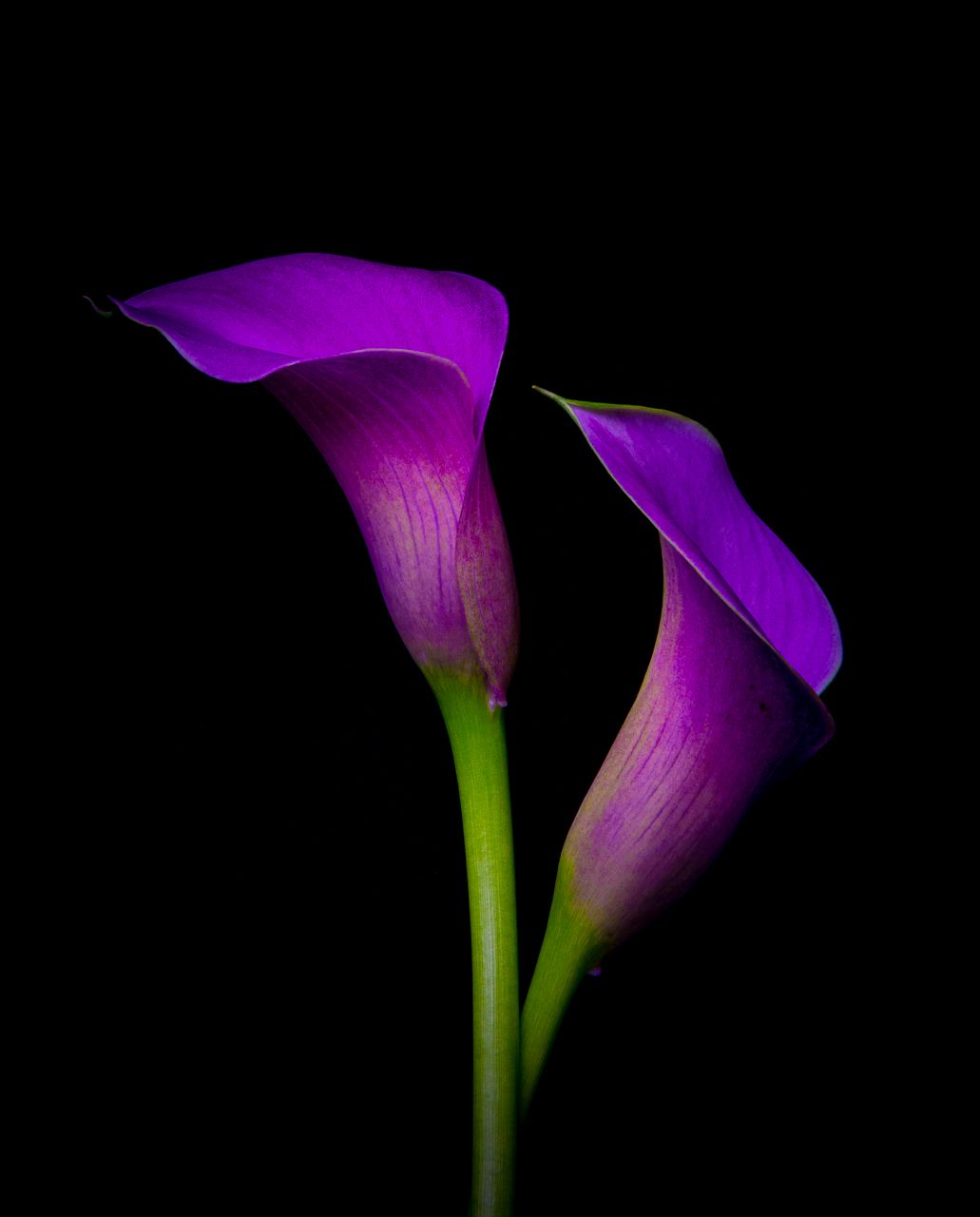 Purple Lillies.jpg