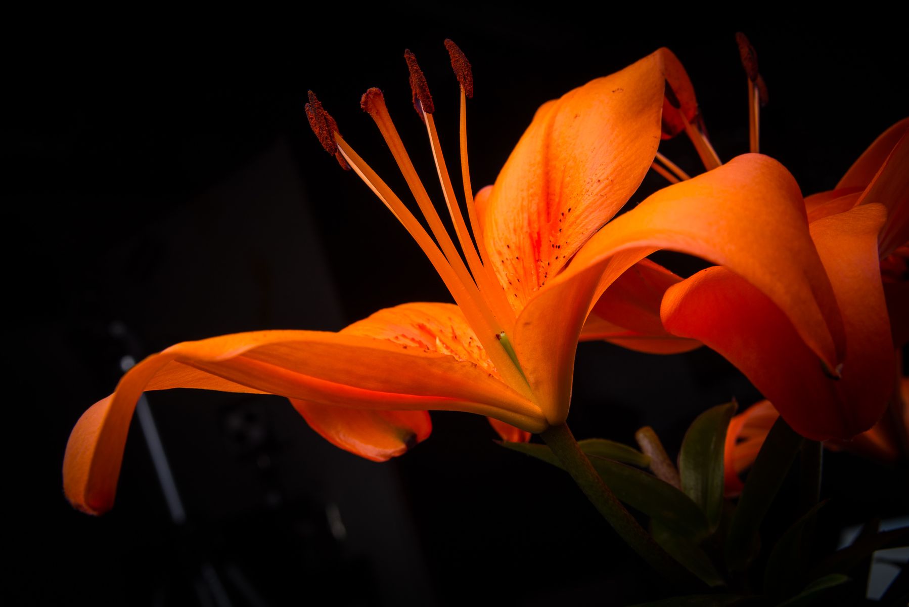Asiatic orchid color.jpg