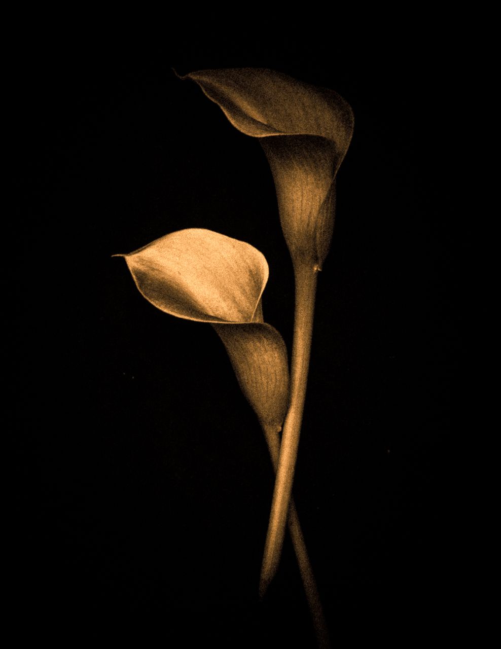 Golden Lillies.jpg