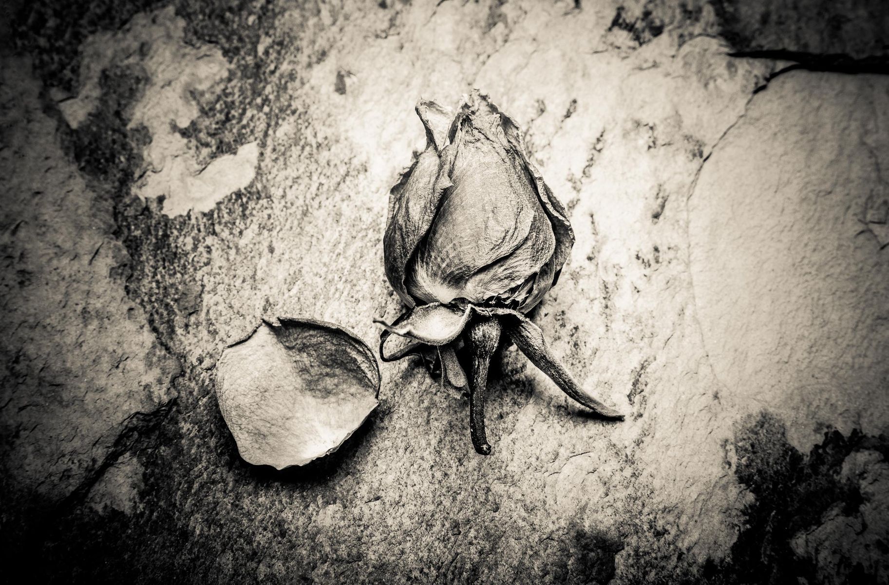 dry_roses-9-2.jpg