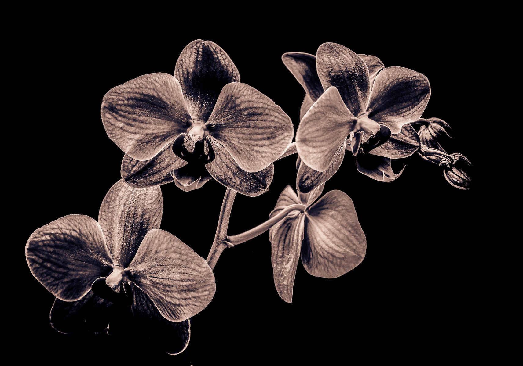 Black Orchid2.jpg