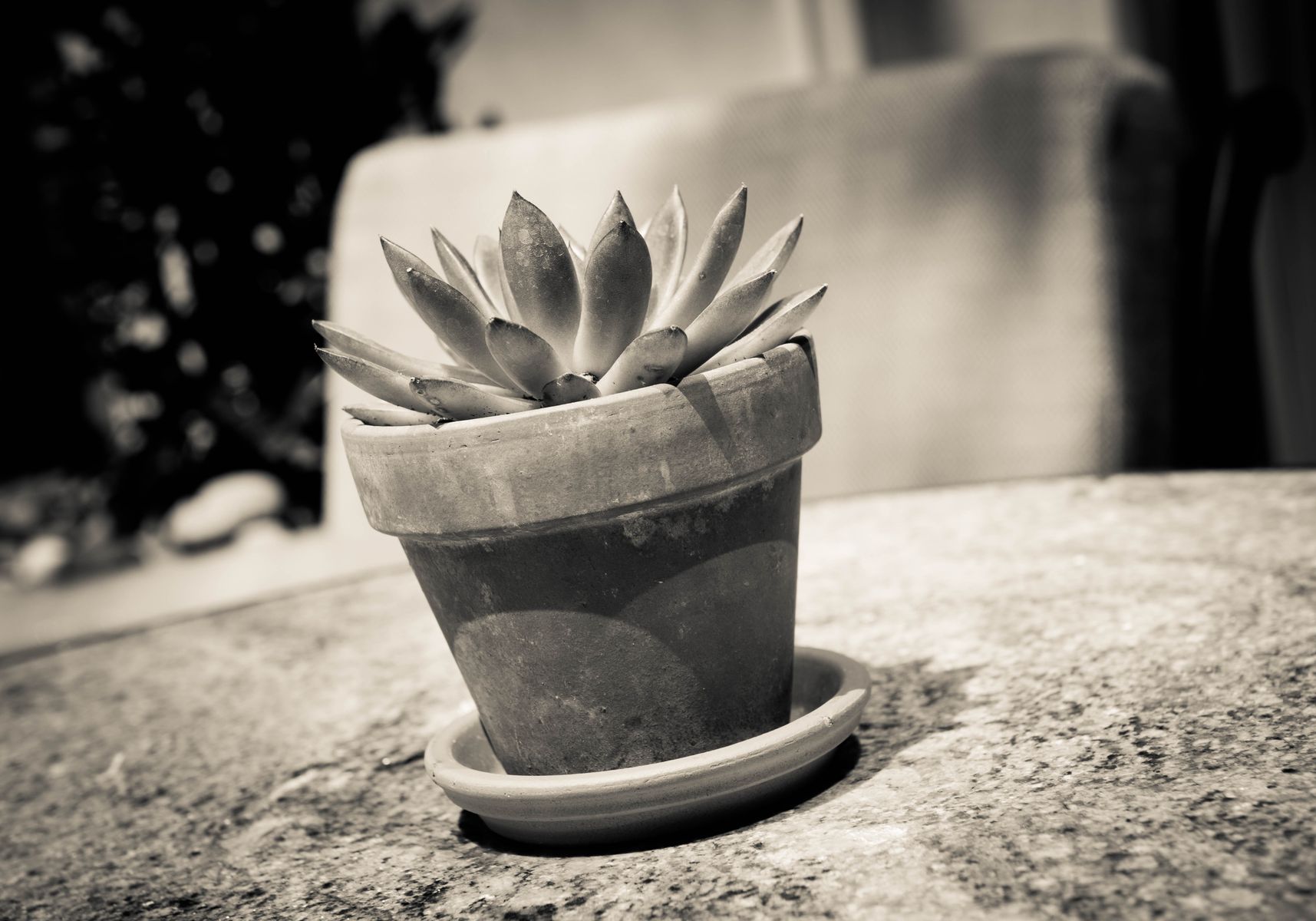 1508_Succulent_.jpg