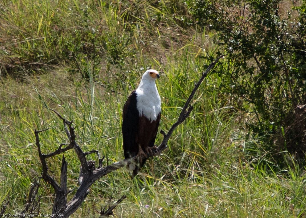 African Fish Eagle