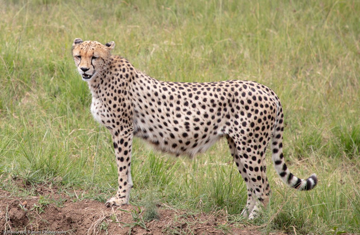 Cheetah of the Maasai Mara