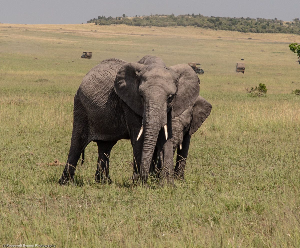 African Elephant with Calf