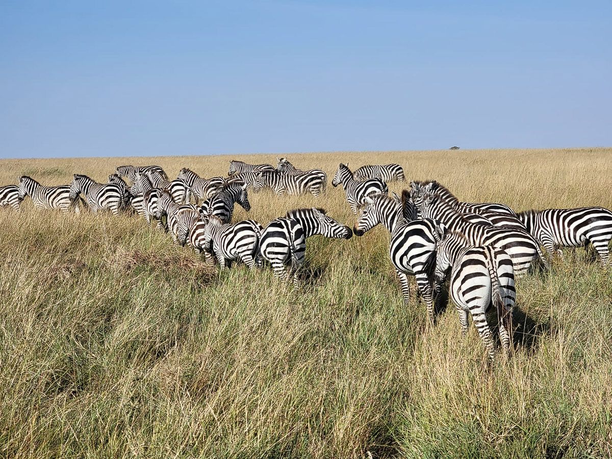 Herd of Zebra