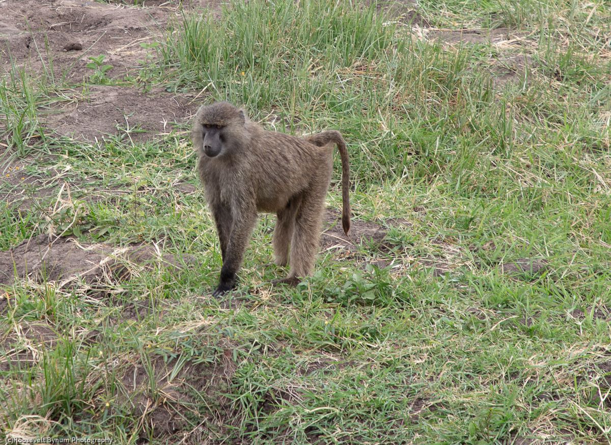 Olive Baboon