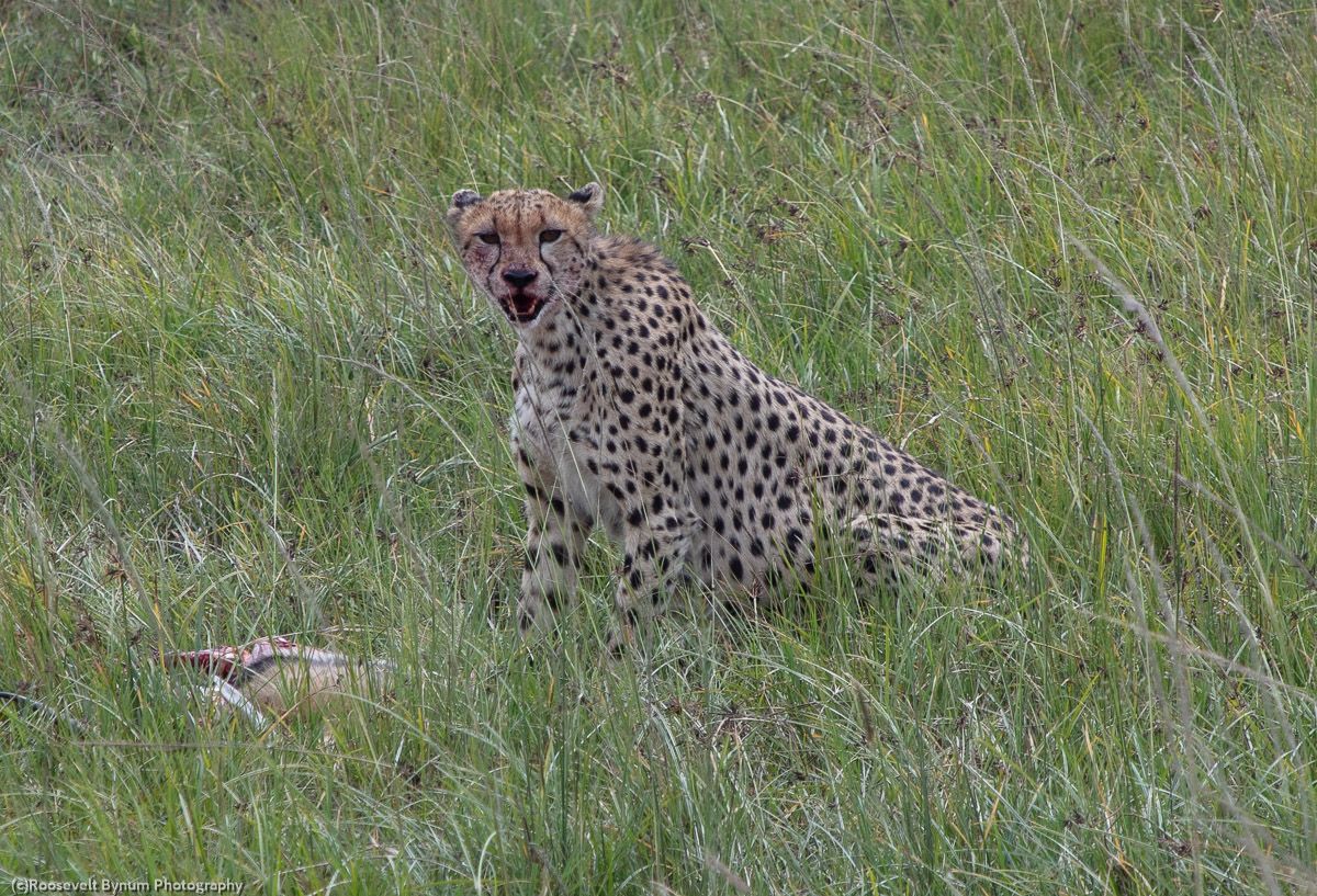 Cheetah Sitting Over Fresh Kill
