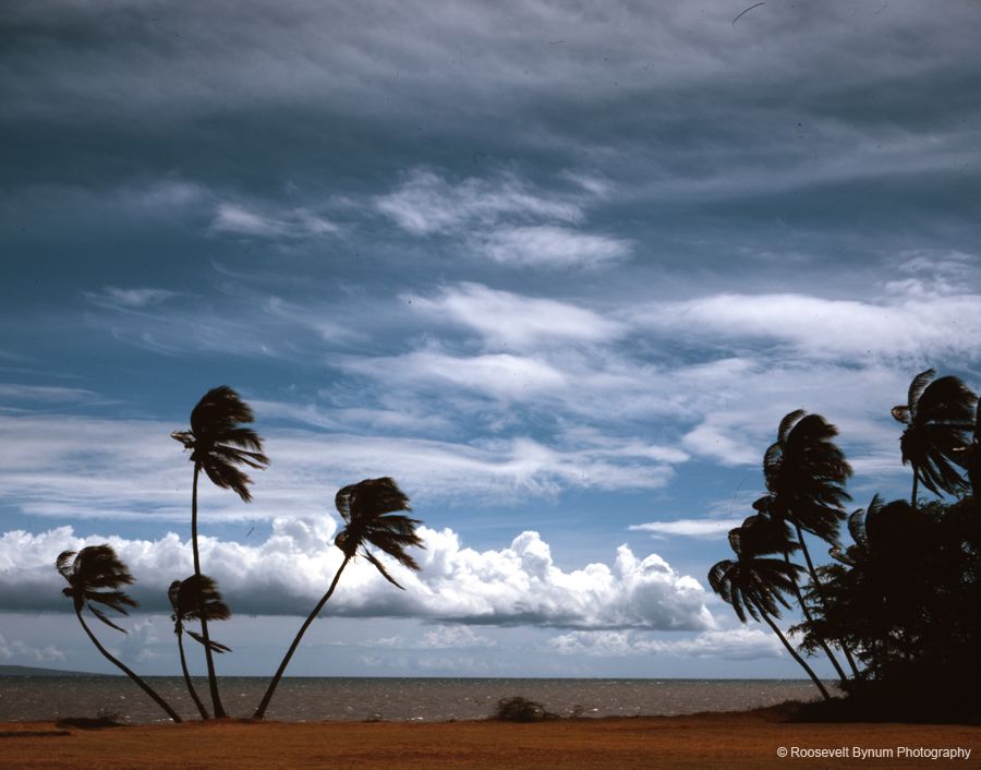 Molokai Coconut Trees