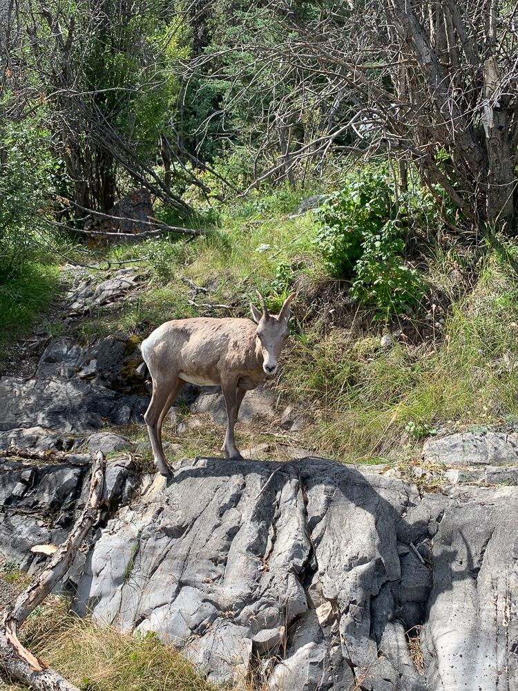 Bighorn Sheep 2