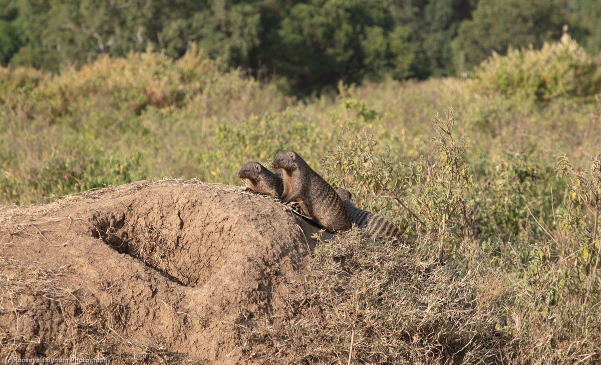 Dwarf mongoose