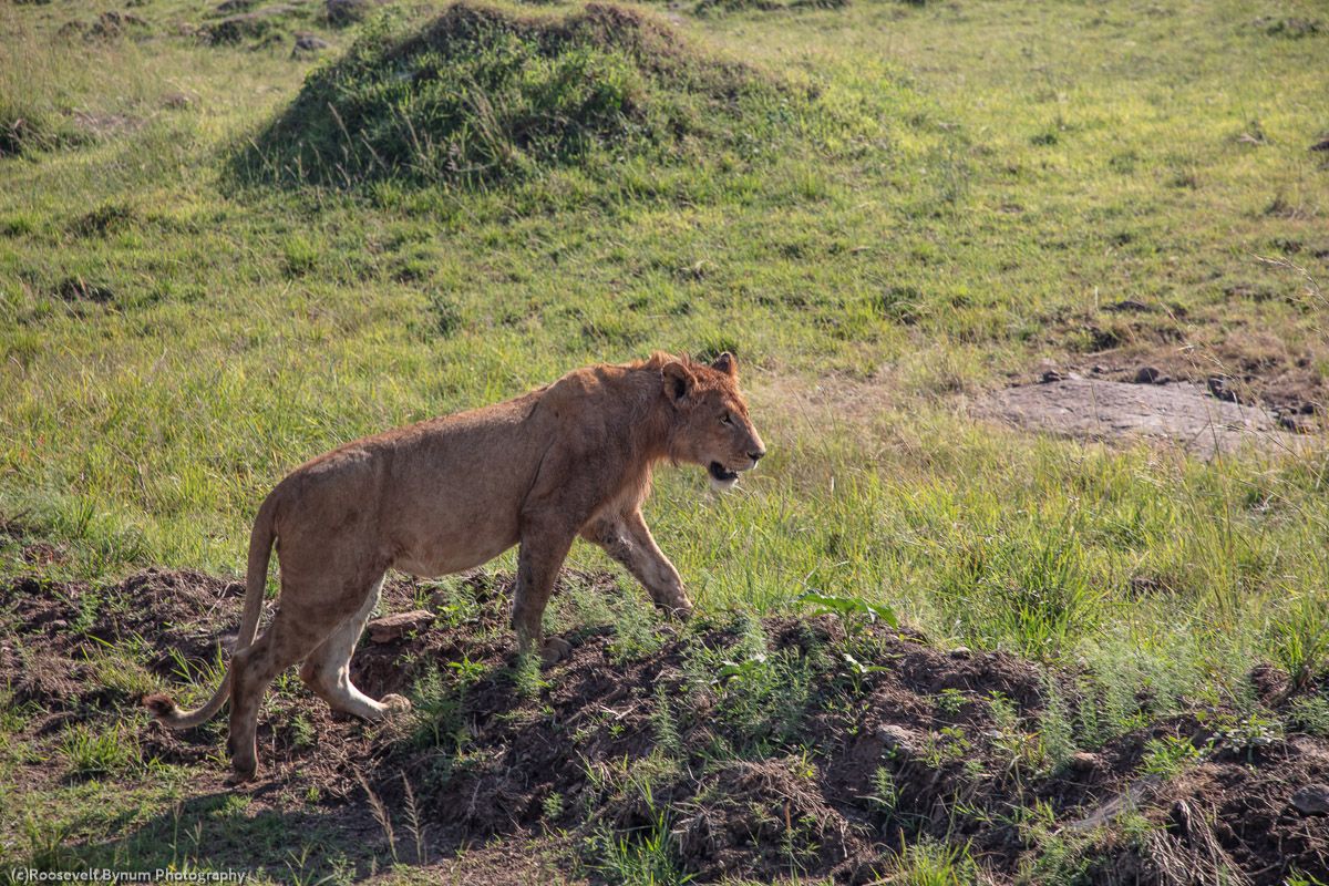 Young Male Lion