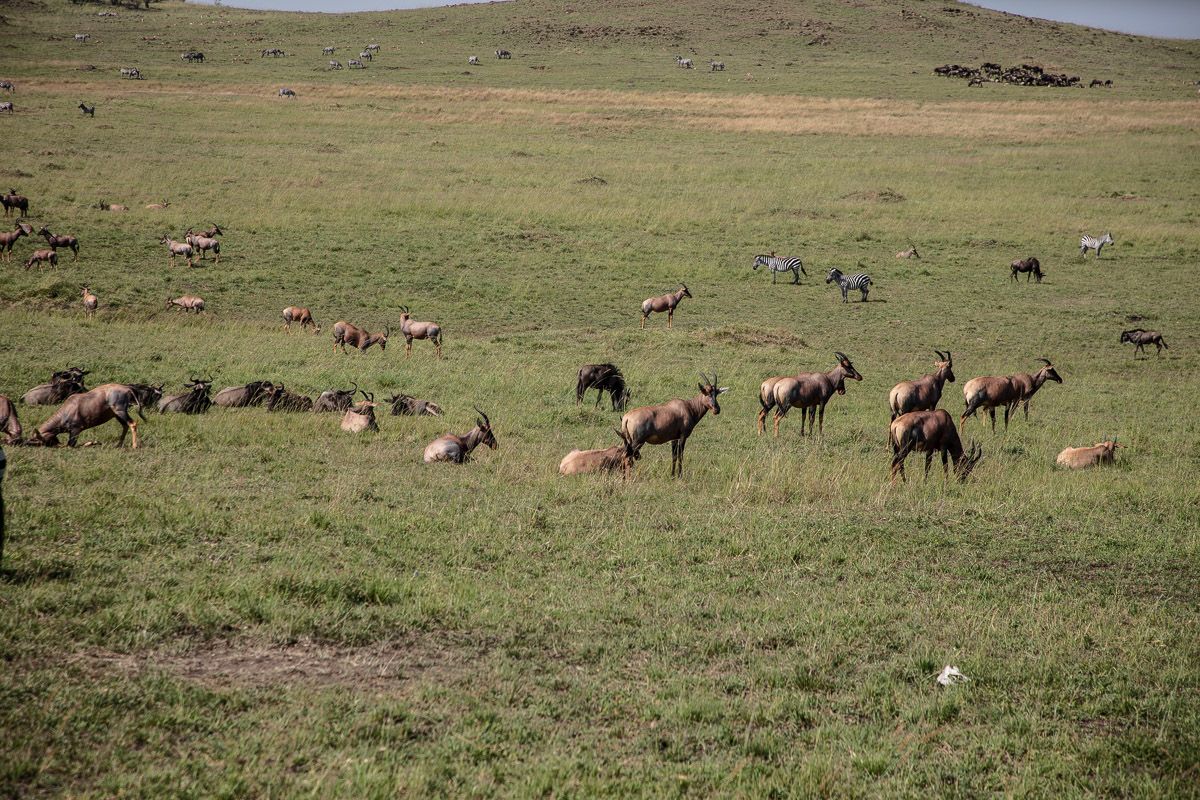Animals of the Maasai Mara