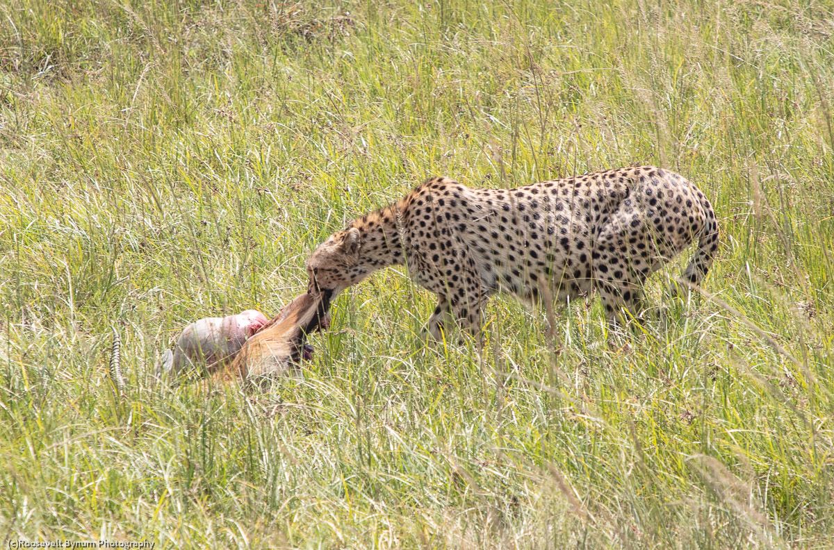 Cheetah Eating Fresh Kill