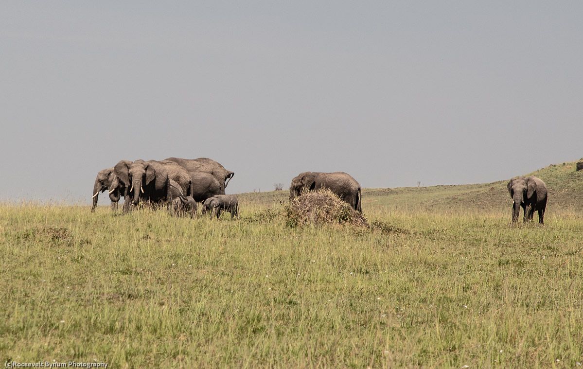 African Elephant Herd with Calfs