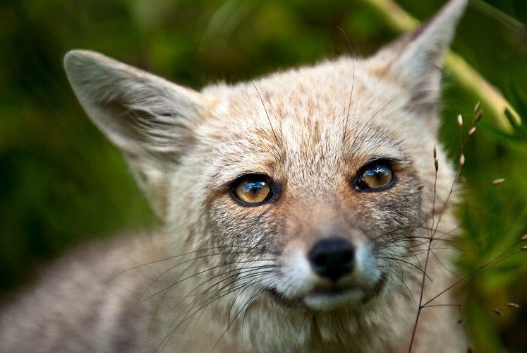 Patagonian Fox (Lycalopex griseus) at Vincuna Camp, World Conservation Society Park Headquarters for Karukinka Reserve in Tierra del Fuego Chile 1THoare_PER2008_573