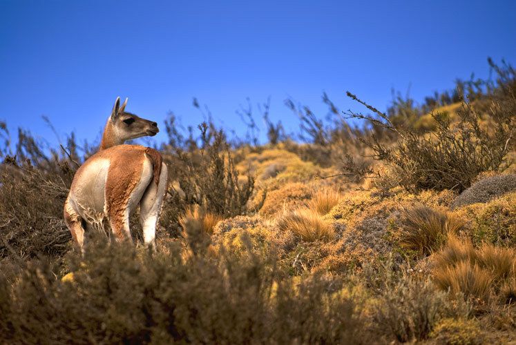 Guanaco after swimming a stream near Torres del Paine, Patagonia, Chile 1guanaco_torres_chile