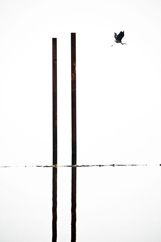 Blue Heron takes an early morning flight on a windless morning near Telegraphy Cove British Columbias 1heron_alertbay_bc