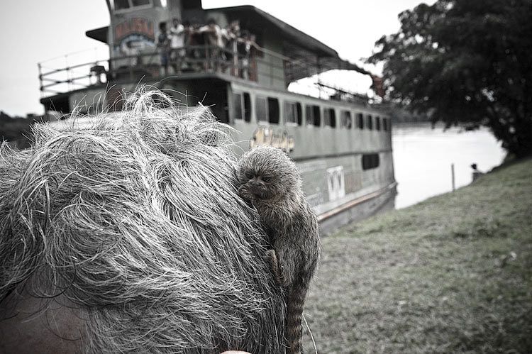 Man and his pet marmoset supervise construction of a new school in Santa Maria on Rio Napo Peru 1monkey_santa_maria_peru