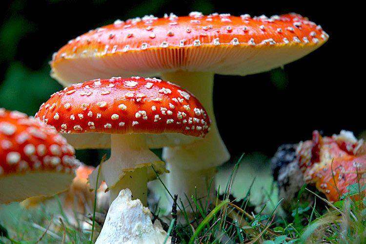 Amanita muscaria in Porpoise Provincial Park, Sechelt, BC 1amanitas_porpoisebay