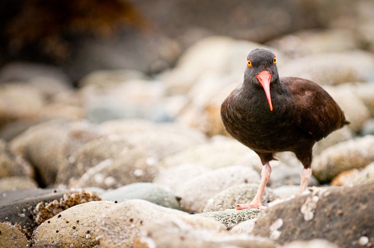 Oyster Catcher in Glacier Bay, Gulf of Alaska 1oyster_glacierbay_ak