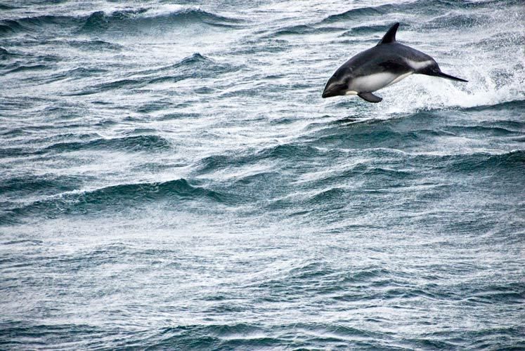 Commerson Dolphin jumping in the Strait of Megellan near Punta Arenas Chile 1THoare_PER2008_832
