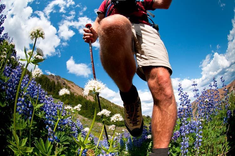 Abundant wild flowers in the South Chilcotin Mountains 1chilcotin_flowers