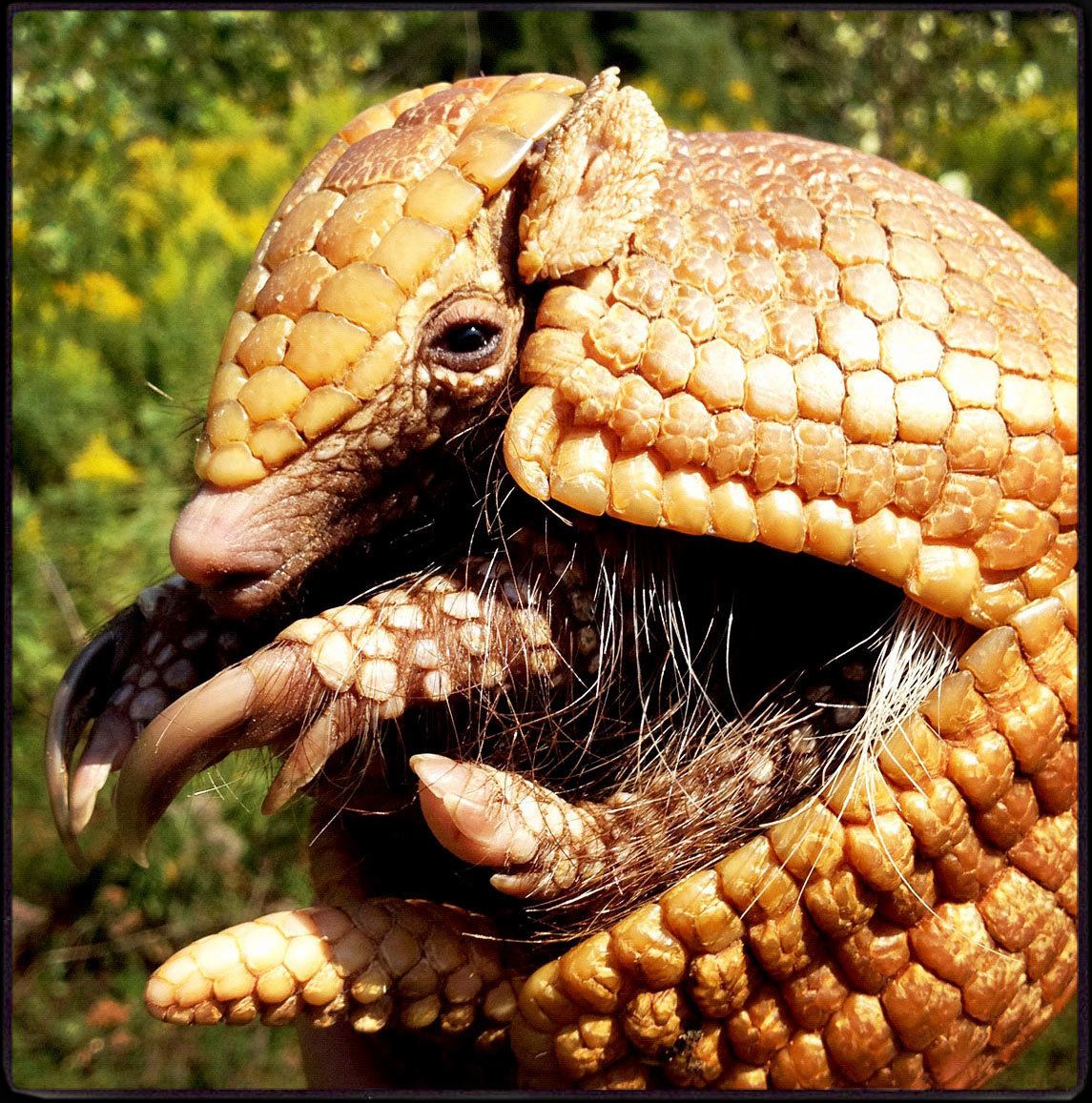 1armadillo.jpg