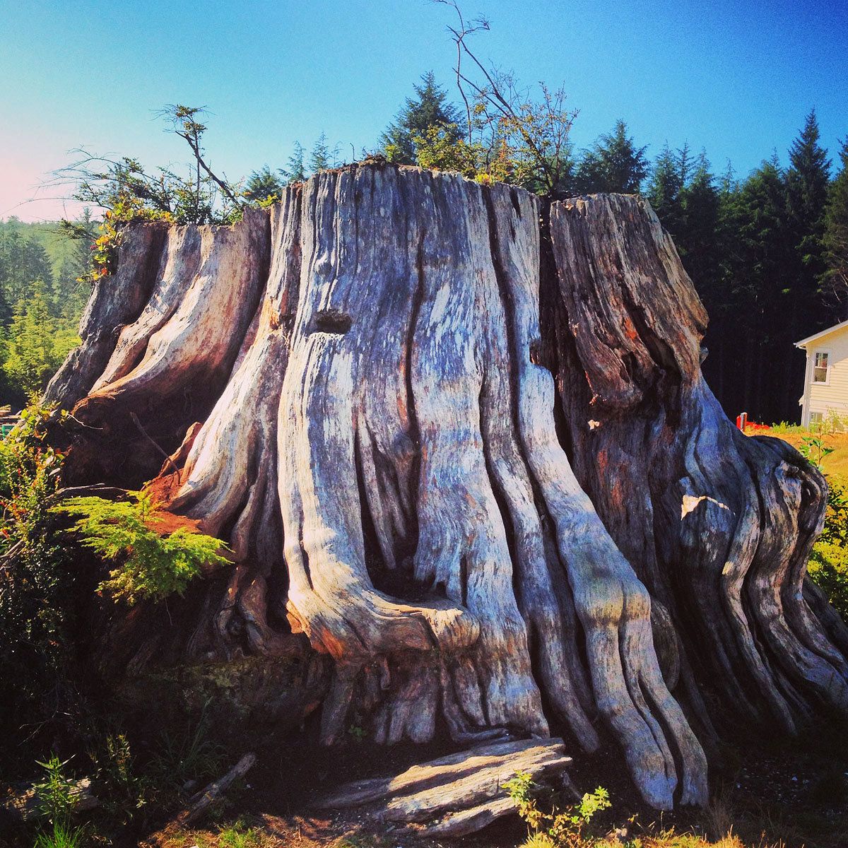 1seabrooke_tree_stump_instagram.jpg