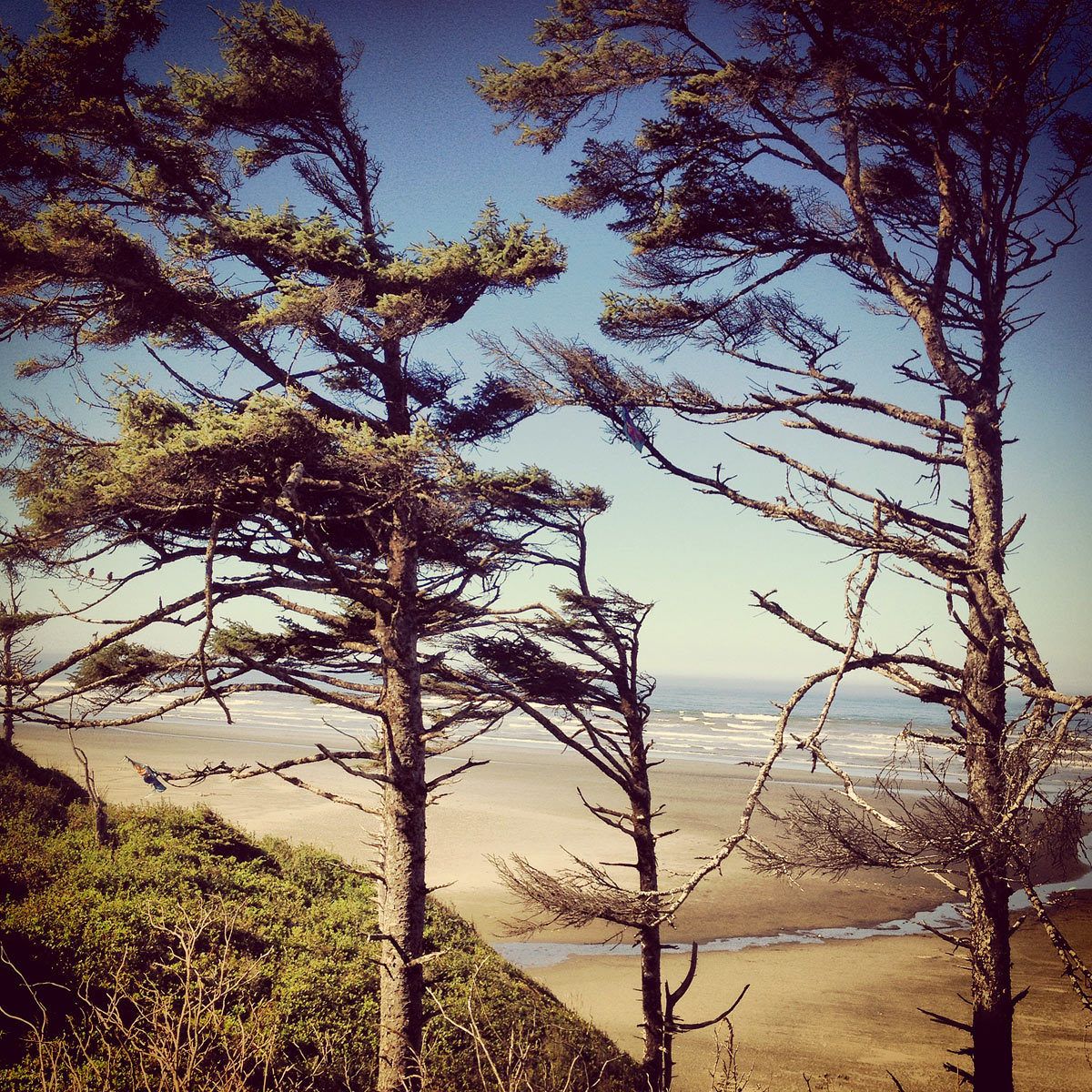 1seabrooke_oregon_instagram_coastal_trees.jpg