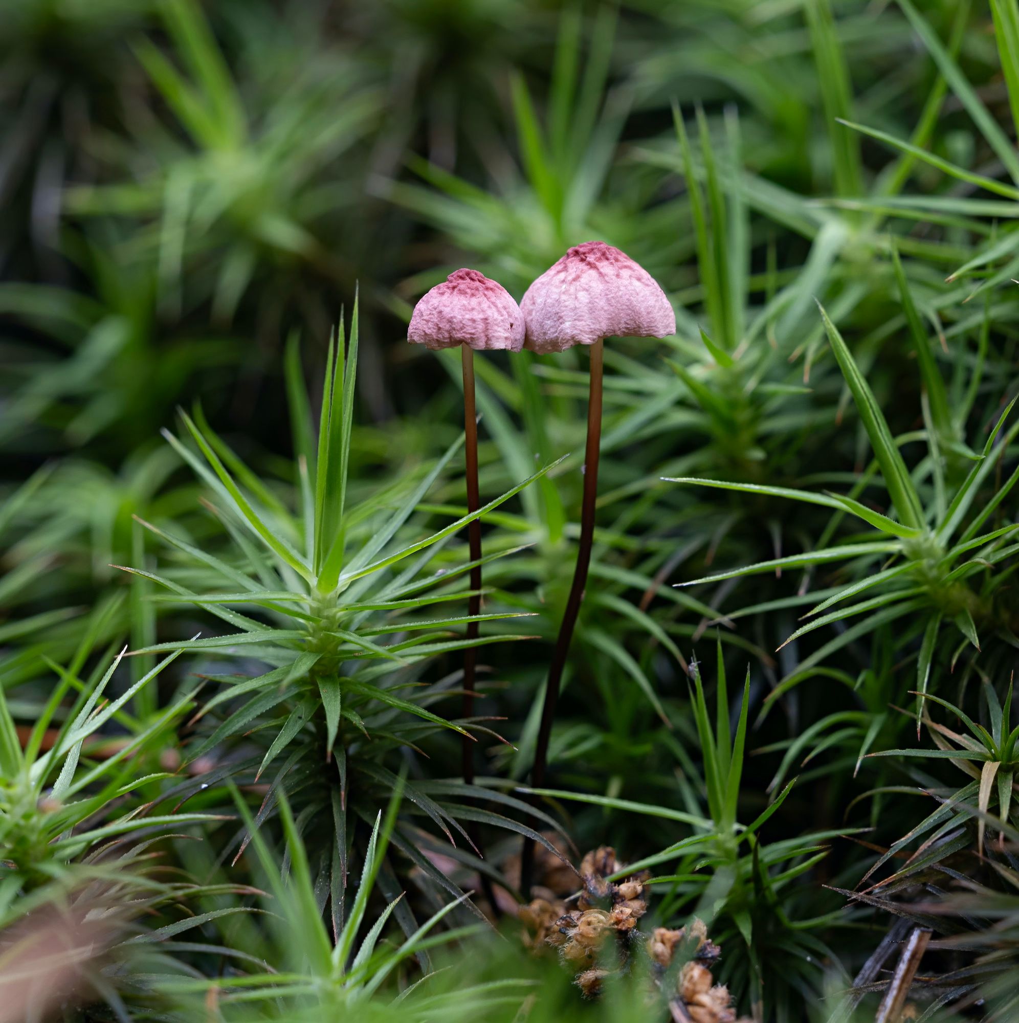 _DSF1545 1200 PIXmarasmius pulcherripes aka Rosy parachute copy 3.jpg