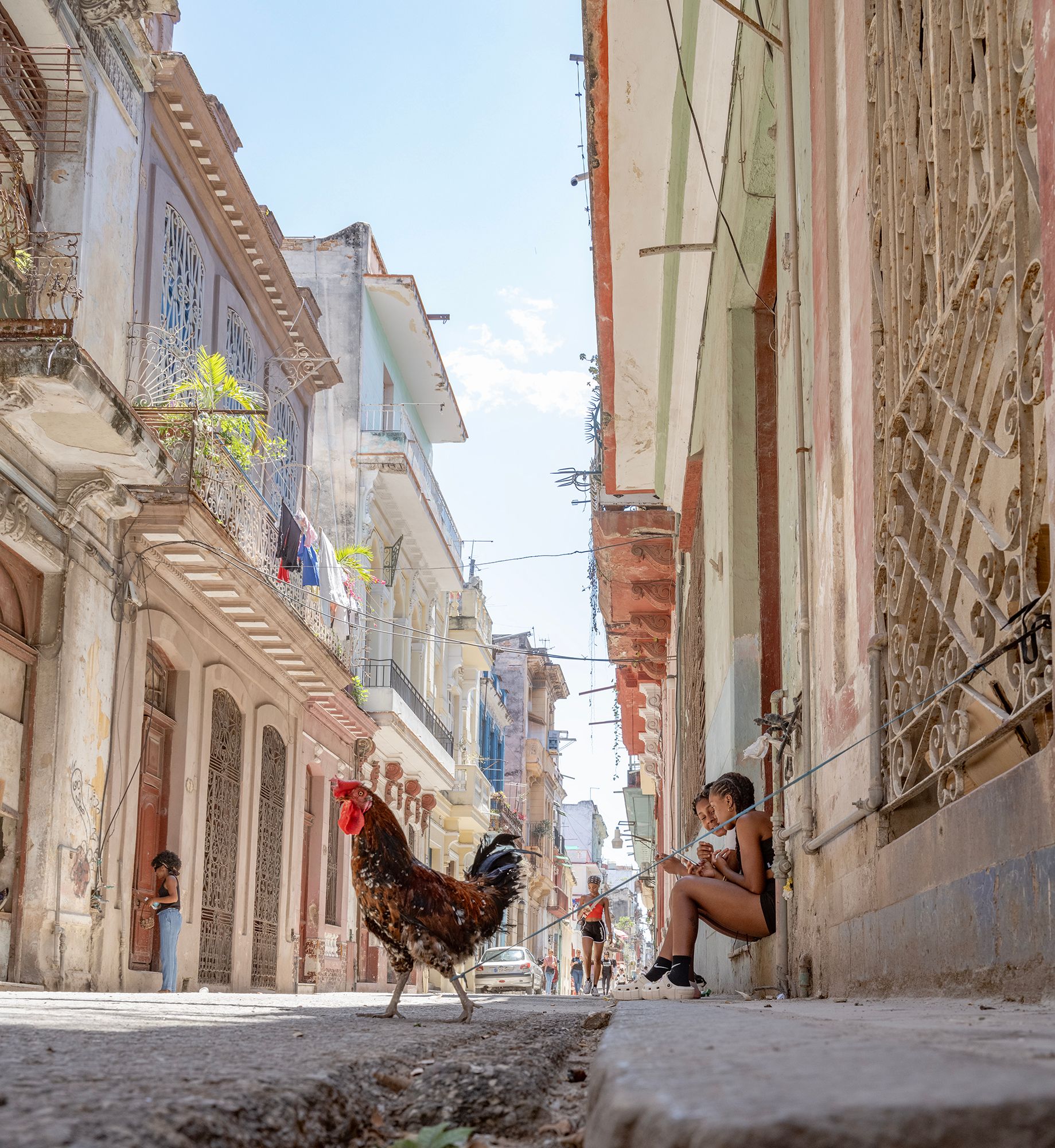 _DSF3133 Street Rooster copy 2.jpg