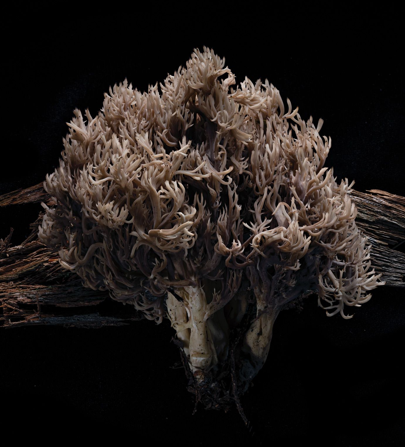 130-1465-1470-Crested-coral.jpg